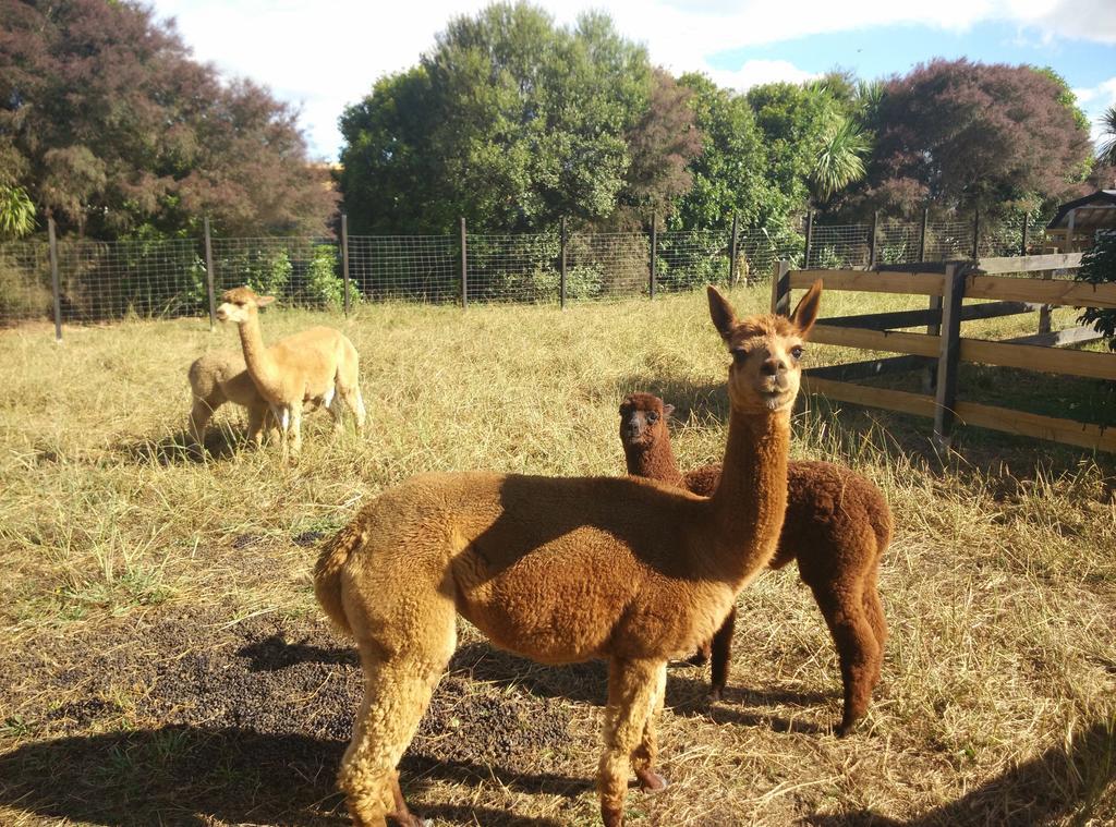 Auckland Karaka Country Retreat Hotel Luaran gambar